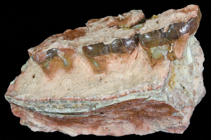 Oligocene Horse (Mesohippus) Jaw Section #73624